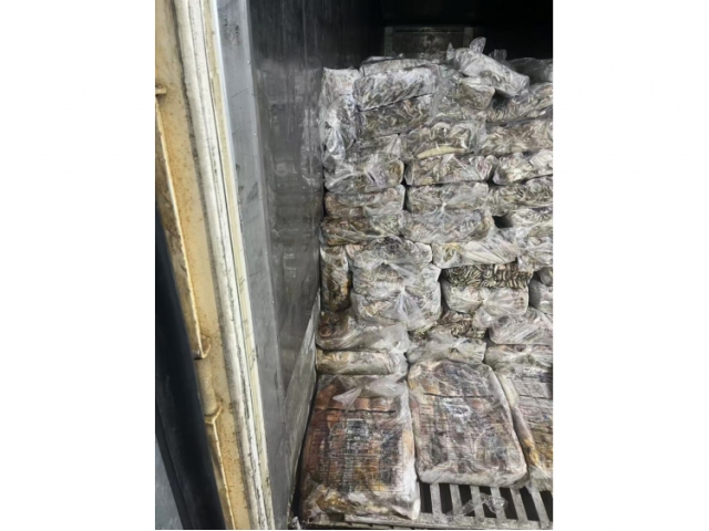 上海27.667吨失温受损鱿鱼