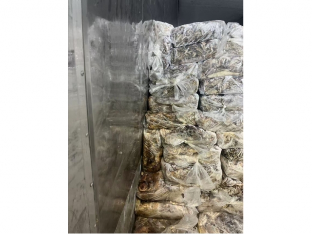 上海27.667吨失温受损鱿鱼