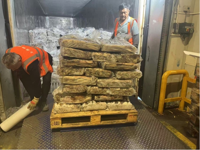 上海27.667吨失温受损鱿鱼