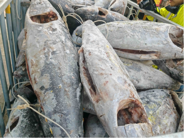 大连28.426吨运输过程中温度异常受损金枪鱼