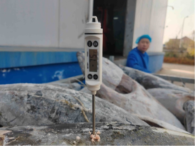 大连28.426吨运输过程中温度异常受损金枪鱼