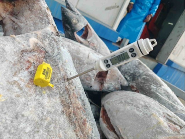 大连28.426吨运输过程中温度异常受损金枪鱼