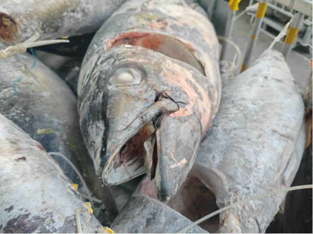 大连28.426吨运输过程中温度异常受损金枪鱼