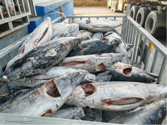 大连28.426吨运输过程中温度异常受损金枪鱼