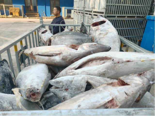 大连28.426吨运输过程中温度异常受损金枪鱼