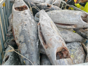 大连28.426吨运输过程中温度异常受损金枪鱼