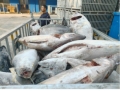 大连28.426吨运输过程中温度异常受损金枪鱼