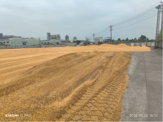 广西钦州约1160.62吨水湿玉米（中拍在线（福建）网络科技有限公司）