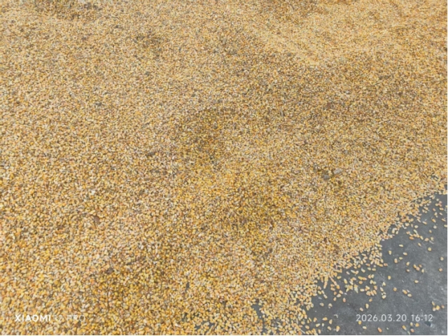 广西钦州约1160.62吨水湿玉米（中拍在线（福建）网络科技有限公司）