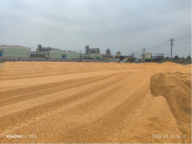 广西钦州约1160.62吨水湿玉米（中拍在线（福建）网络科技有限公司）