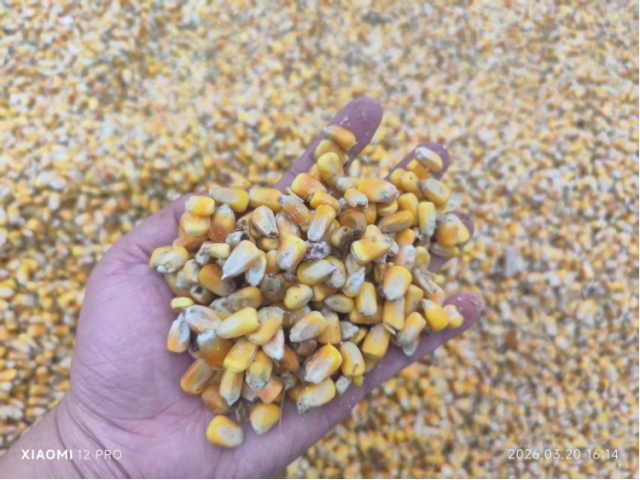 广西钦州约1160.62吨水湿玉米（中拍在线（福建）网络科技有限公司）