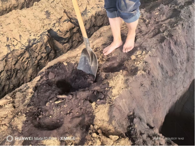 湖北荆州约1000吨自燃碳化的低芥子酸菜籽粕
