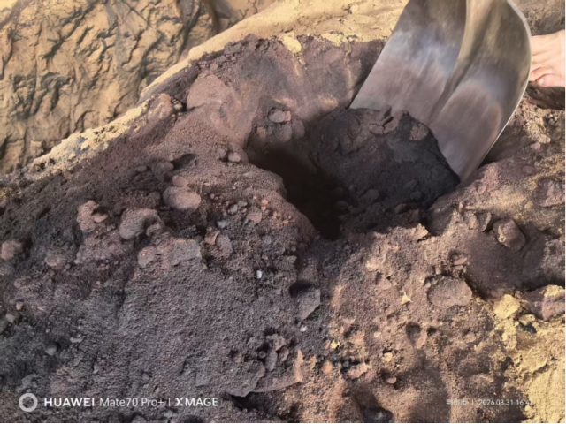 湖北荆州约1000吨自燃碳化的低芥子酸菜籽粕